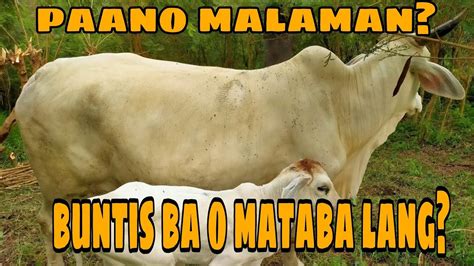Buntis Na Malibog by maemae9898 — Pulandit.com .